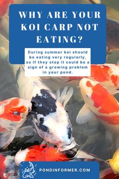 Learn why your koi might not be eating, whether they are bored with their food or sick, and how you can fix koi eating problems at Pond Informer. Fish Eat, Meal Worms, Fish Feed, Koi Carp, Healthy Fish, Beneficial Bacteria, Useful Information, Ponds