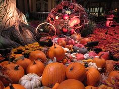 pumpkins and gourds are arranged on the ground