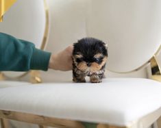 a small black and brown puppy sitting on top of a white chair