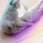 a white cat laying on top of a floor next to a purple and blue object