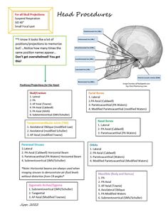 the head and neck bones are labeled in this diagram, with labels on each side