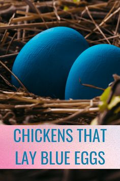 two blue eggs in a nest with the words chickens that lay blue eggs on it