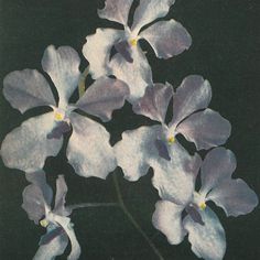 some white and purple flowers on a black background