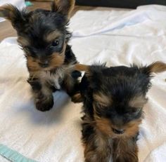 two small puppies sitting on top of a white blanket