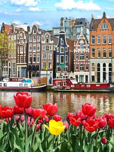 tulips and other flowers in front of buildings on the water