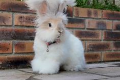 a small white rabbit sitting next to a brick wall