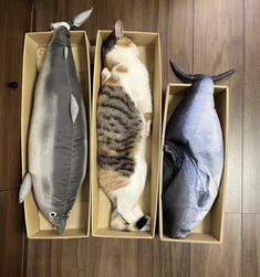 two fish and a cat are laying in boxes on the floor next to each other