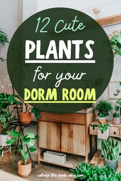 12 cute plants for your dorm room Good Plants For Bedroom, Bedroom Plants Low Light, Dorm Plants, Dorm Room Setup