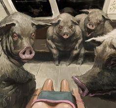 a person laying on the ground in front of three pigs and one is looking at them