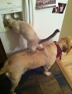 two cats playing with each other on the floor