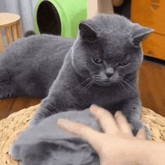 a gray cat sitting on top of a table next to a person's hand