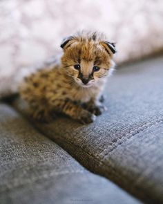 a small brown and black animal sitting on top of a couch