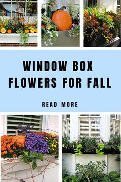 Window Box Flowers For Fall Fall Flower Boxes Window Mums, Fall Windowbox Ideas, Fall Flowers For Window Boxes, Fall Flower Window Box Ideas, Fall Planter Box Ideas, Window Boxes For Fall, Fall Window Boxes Ideas Autumn, Mums In Window Boxes, Fall Flower Boxes Ideas