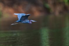 a blue heron flying over the water