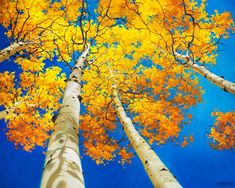 three tall trees with yellow leaves on their trunks and blue sky in the back ground