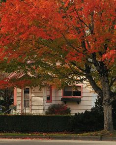 an orange tree in front of a white house with red shutters on the windows