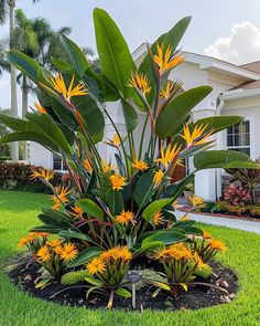 a large plant with yellow flowers in the middle of a lawn near a white house