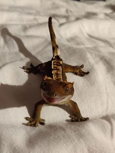 a gecko is standing on its hind legs and has it's head turned to the side