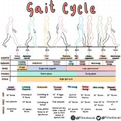 a diagram showing the different types of gait cycle