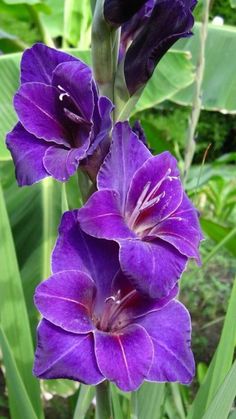 two purple flowers with green leaves in the background