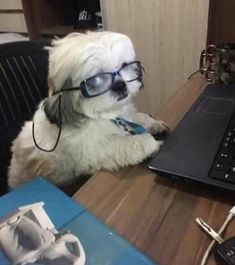 a dog wearing glasses sitting in front of a laptop computer