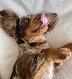 a brown and white dog laying on it's back with its tongue hanging out