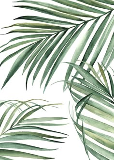 watercolor palm leaves on a white background