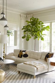 a living room filled with furniture and a large potted plant in the middle of the room