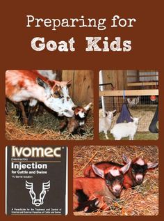 an advertisement for goat kids with pictures of goats and other animals in their pens