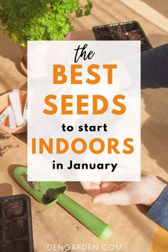 the best seeds to start indoors in january