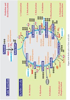 an image of a diagram that shows the locations of different types of people's names