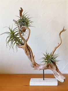 an air plant is growing on top of a tree branch in the shape of a twig