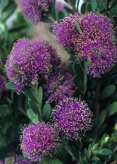 purple flowers with green leaves in the background