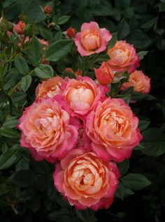 pink roses blooming in the garden with green leaves on it's bushel