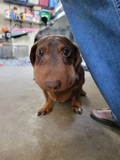 a small brown dog sitting on top of a floor next to a person's legs