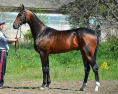 a man standing next to a brown horse