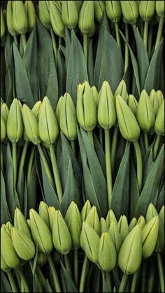 many green tulips are arranged in rows