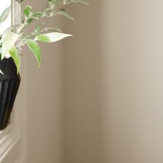 a plant in a black vase sitting on a window sill next to a white wall