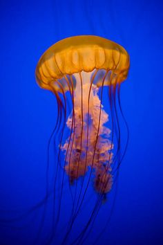 an orange jellyfish floating in the blue water