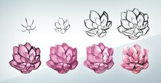 four different types of pink flowers on a white background