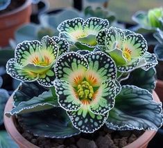 several green and white flowers in a pot