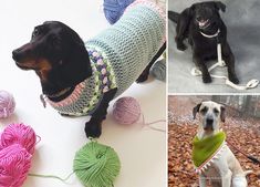 two pictures with dogs wearing sweaters and balls of yarn next to them is a dog sitting on the ground