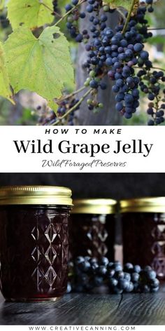 three jars filled with blue grapes and the words how to make wild grape jelly