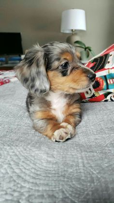 Cachorro Daschund Puppies, Dapple Dachshund Puppy, Dachshund Puppy Miniature, Cute Dogs Images, Very Cute Puppies, Dapple Dachshund