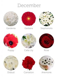 an iphone screen showing different flowers and the names of each flower, which appear to be in