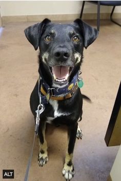 a black and brown dog sitting on top of a floor next to a chair with its mouth open