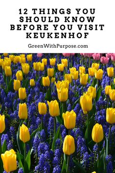 yellow tulips and purple flowers with the words, 12 things you should know before you