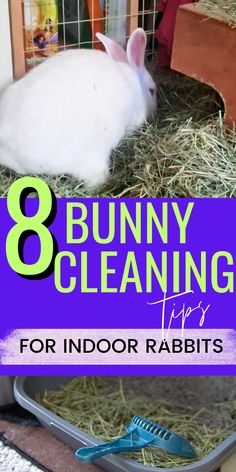 Tired of the mess that comes with indoor rabbit care? These rabbit cleaning tips will help you maintain a spotless and safe space for your bunny! Find out how to effectively clean a rabbit habitat and keep odors at bay | bunny cleaning tips | how to clean a rabbit cage Indoor Bunny Habitat, Raising Rabbits