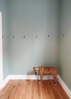 a brown dog standing on top of a hard wood floor next to a blue wall