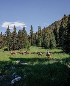 several people riding horses in a field with pine trees and blue sky behind them on a sunny day